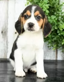 Beagle