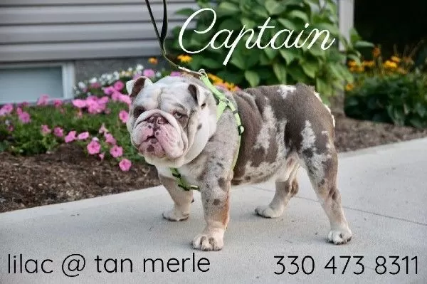 Puppy Name: Captain