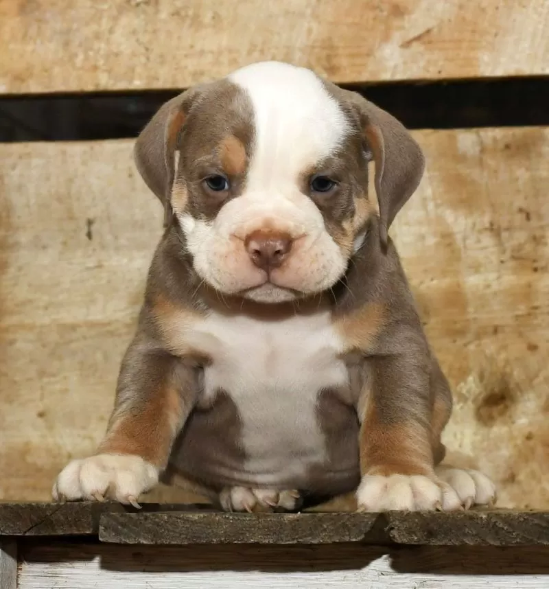 Finn