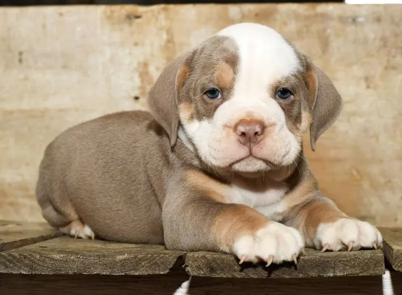 Finn