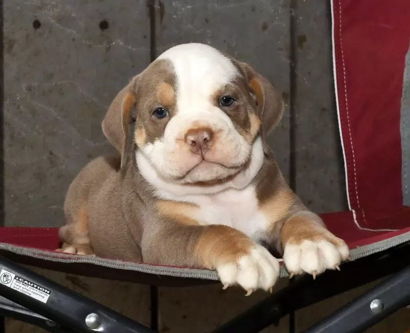 Finn