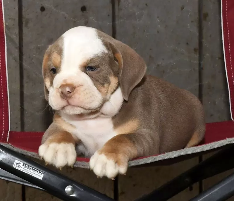 Finn